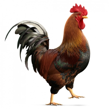 kampagne | chickeria / kunde | rembrand / manipulator | illustration . composing 